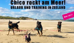 Urlaub, Training und Spaß mit Chico rockt in ZEELAND